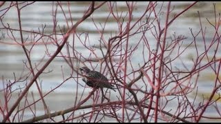 Starling Sound by Ani Male [upl. by Nolaf199]