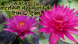 घर पर ही उगाएं water Lily का पौधा  How to Grow and Care water Lily Plant at Home waterlily [upl. by Eon938]