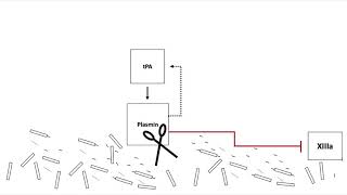 Fibrinolysis [upl. by Rubio]