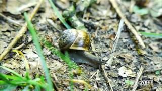 WBF  Die geheimnisvolle Welt der Weichtiere  Schnecken  Muscheln  Kopffüßer Trailer [upl. by Elatia]