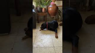 Growling dog shorts doglover puppy dog dogs puppies funny rottweiler funnyvideo [upl. by Waynant933]