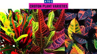 Croton Plant Varieties A to Z [upl. by Donnell]