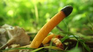 Dog Stinkhorn Mutinus Caninus [upl. by Nerraw711]