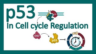 BIO Molecular  Mechanisms For Conversion Of ProtoOncogenes To Oncogenes amp p53 Gene [upl. by Draner]