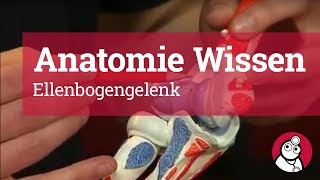 AnatomieWissen Ellenbogengelenk [upl. by Chill]