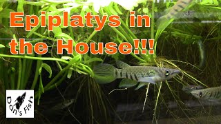 Epiplatys Killifish  Little Torpedoes [upl. by Latreese224]