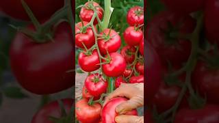 Tomato pruning tips shortsviral foryou tomato garden gardening planting farming [upl. by Zetnauq]