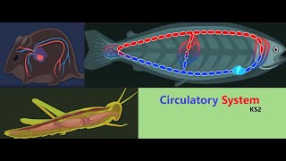 How CIRCULATORY SYSTEM Works KS2 Year 6 Science BBC Bitesize [upl. by Rafaelof]