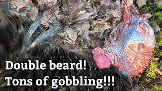 Double Bearded Bird PA Spring Gobbler Turkey Hunting 2023  Ridge Raised Outdoors [upl. by Oravla]