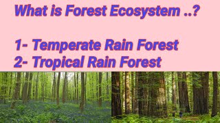 Forest Ecosystem  Temperate rain forest and tropical rain forest in Urdu  Hindi  Lecture no  39 [upl. by Bergmans]