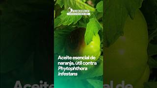 Aceite esencial de naranja útil contra Phytophthora infestans 🍅enfermedades tomate hortalizas [upl. by Esirtal437]