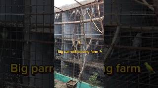 Ringneck parrot colony visit parrots birdslover pets birds parrotbreeding lovebirds [upl. by Nyliram]