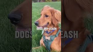 Off Leash Dogs in Boise [upl. by Osy]