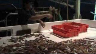 Prawn Trawler Boats Part 6  Sorting amp Sharks [upl. by Chandler]