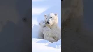 Cute polar bear compilation polarbear polarbearsfamily [upl. by Zebada]