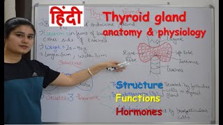 Thyroid gland anatomy amp physiology in Hindi  functions  structure  hormones  parathyroid [upl. by Aicak]