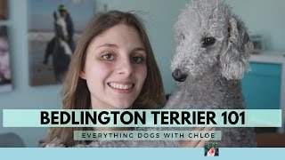 BEDLINGTON TERRIER DOG  BEDLINGTON TERRIER TRAITS [upl. by Clarissa]