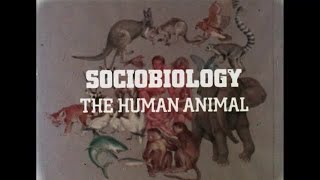 Sociobiology The Human Animal  Part I  1977 [upl. by Cyd]