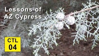 Climate Trees and Legacy 04  Lessons of Arizona Cypress [upl. by Sadirah]