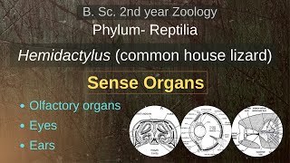 Hemidactylus  Sense Organs  B Sc 2nd year  Zoology [upl. by Iruj599]