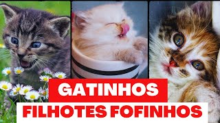 GATOS FILHOTES Melhores vídeos de bebês gatos fofos e engraçados 😍🐱 [upl. by Stephanus]