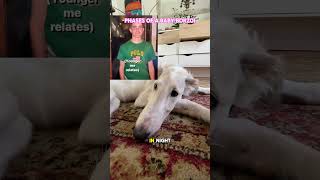 Phases of BORZOI puppies borzoi science puppy borzoipuppy cute doglife dogs hosegoat lore [upl. by Inalak]