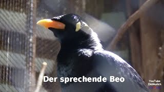 Der Beo kann Plattdeutsch sprechen Moin Der sprechende Beo Vogel the talking bird Bird Beo [upl. by Goodspeed]