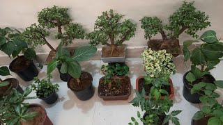 Bonsai Care Tips In Winter [upl. by Yrannav73]