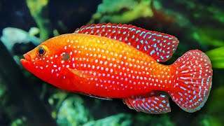 Top 10 Colorful Freshwater Aquarium Fish [upl. by Amabel898]