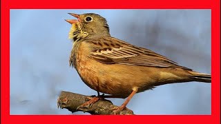 Ortolan Bunting Song Ortolan Bunting Call Sound  Escribano Hortelano Canto  Emberiza Hortulana [upl. by Acey]