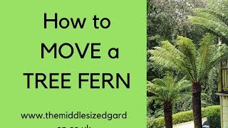 How to move a tree fern [upl. by Anelaf]