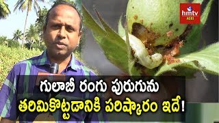 How to Control Pink Bollworm in Cotton   Cotton Pests  hmtv [upl. by Enyaw]