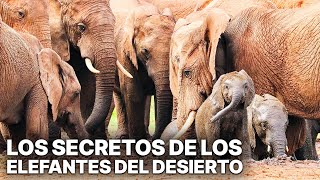 Hoanib Los Secretos de los Elefantes del Desierto  Documental [upl. by Diskson856]