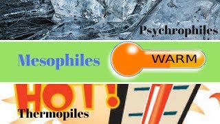 Thermophiles Mesophiles Psychrophiles  How to Study Microbiology [upl. by Panchito738]