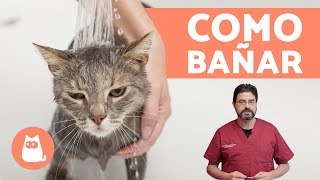 ¿Cómo bañar a un gato cachorro  ¡CONSEJOS VETERINARIOS [upl. by Nhepets]