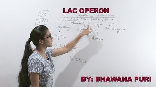 Lac operon II biology class 12 II biology for neet II biology by bhawna puri II neet II aiims [upl. by Ocihc662]