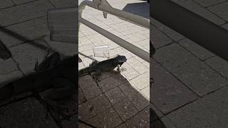 Look who crawled under my seat at the beach iguana foryou pets trending beach creepy scary [upl. by Orling]