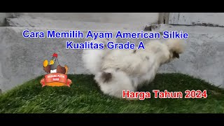 Memilih Ayam American Silkie Kualitas Grade A  American Silkie Chicken Kubang [upl. by Gran]