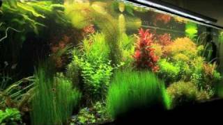 Planted tank [upl. by Ahtabat]