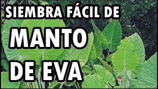 Manto de eva Alocasia macrorrhiza [upl. by Liddle359]