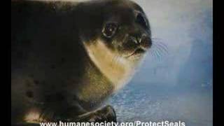 Save the Seals [upl. by Countess]