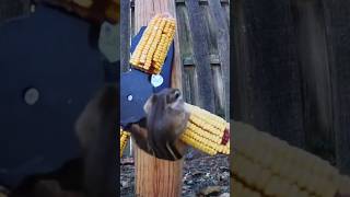 Topsy Turvy Saboteur chipmunk backyardanimals corn [upl. by Arreyt]