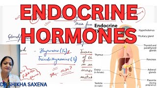 Endocrine Hormones major functions chemical structure [upl. by Diane301]