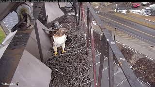 Epic Redtailed Hawk Nest Building by the CornellHawks March 2 2023 [upl. by Mcmahon]