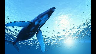 10 Hours Amazing Whale Sounds Underwater for relaxation and stress relief [upl. by Navanod]