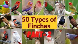 50 Types of finches Finch bird varieties 50 Types of finches with names Part  2 [upl. by Sokram]