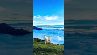 Beauty of Nature shorts himachalpradesh travel love nature [upl. by Ardiekal]