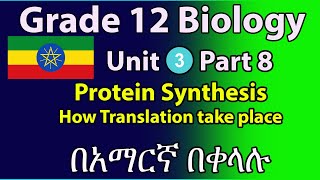 Grade 12 Biology Unit 3 part8 protein synthesis and how translation takes place [upl. by Onin]