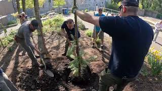 Rare Dinosaur Tree Is Growing At The Zoo [upl. by Mihe509]