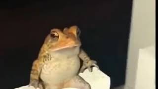 Frog Doing A Flip frog meme [upl. by Ddarb]